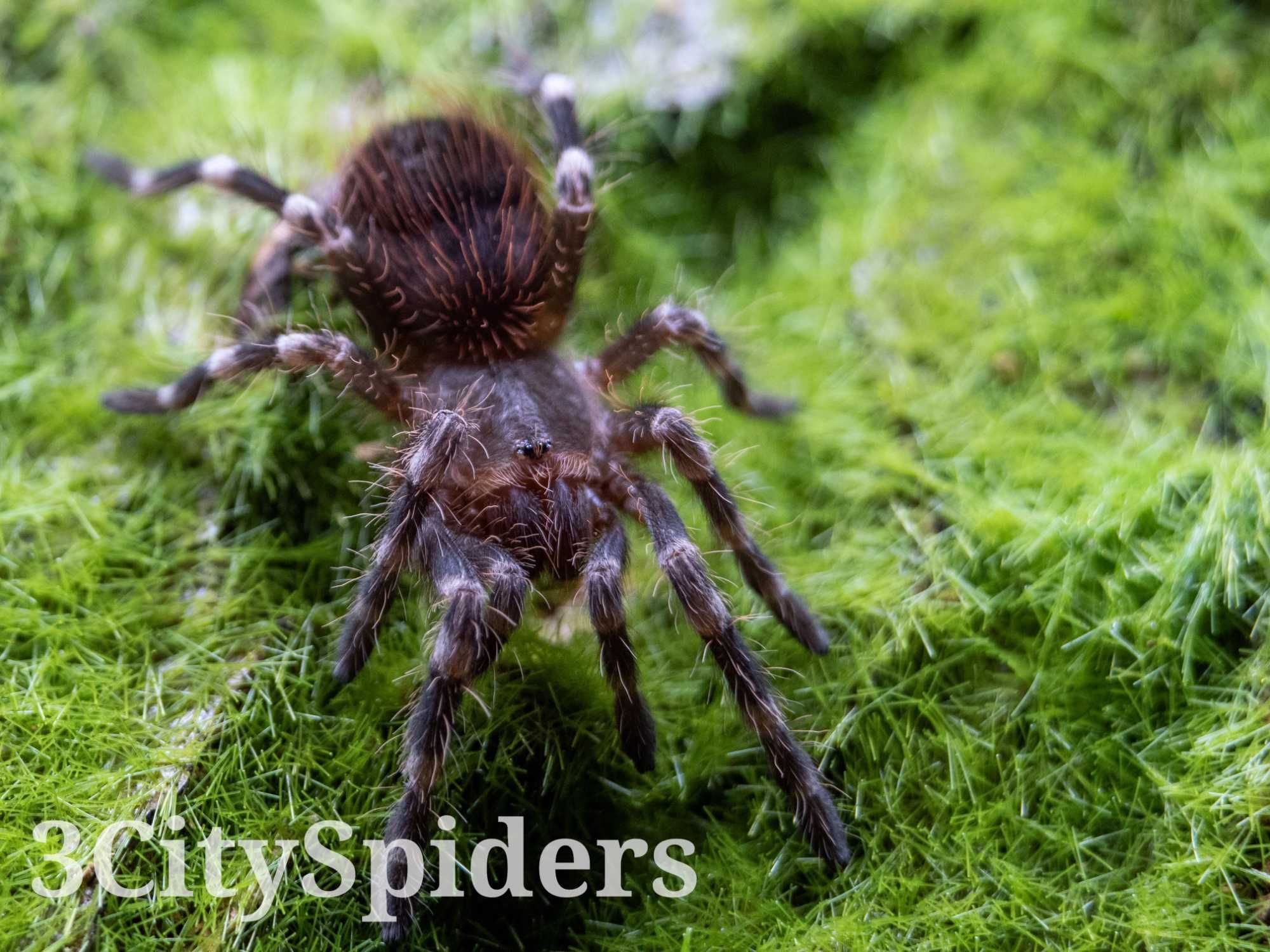 Acanthoscurria geniculata 2 - 2,5DC samica (3CitySpiders)