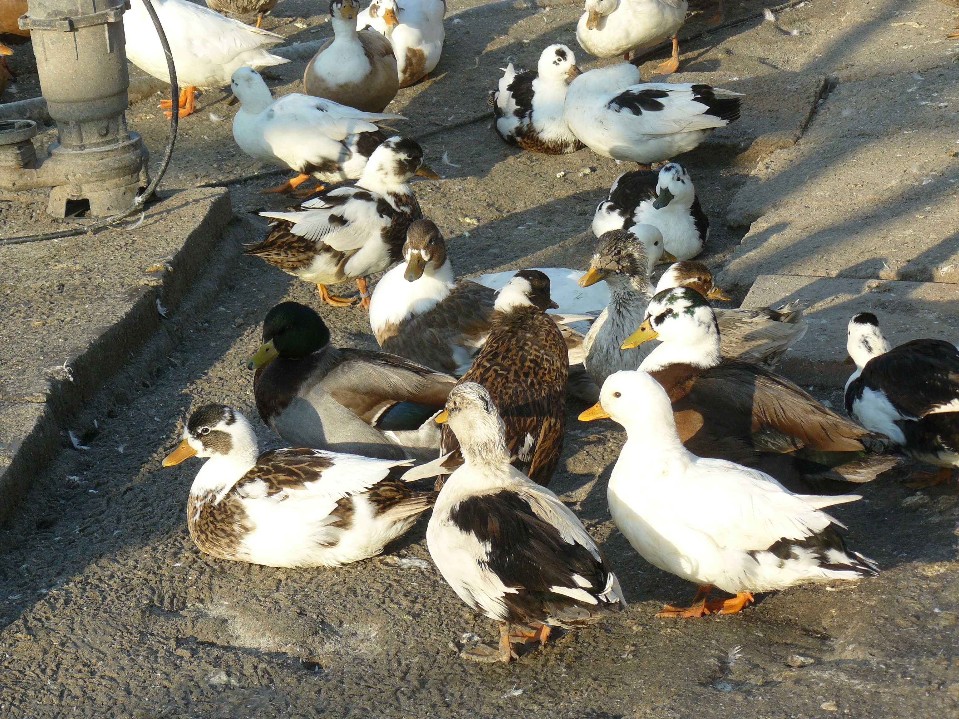Kaczki ozdobne Call duck.