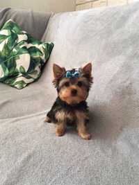 Yorkshire Terrier, york, yorki, piesek, suczka