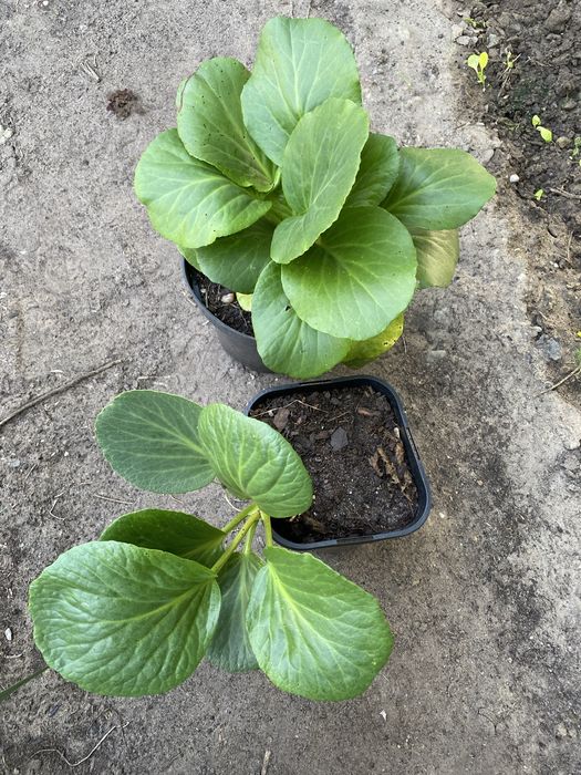 Bergenia grubolistna