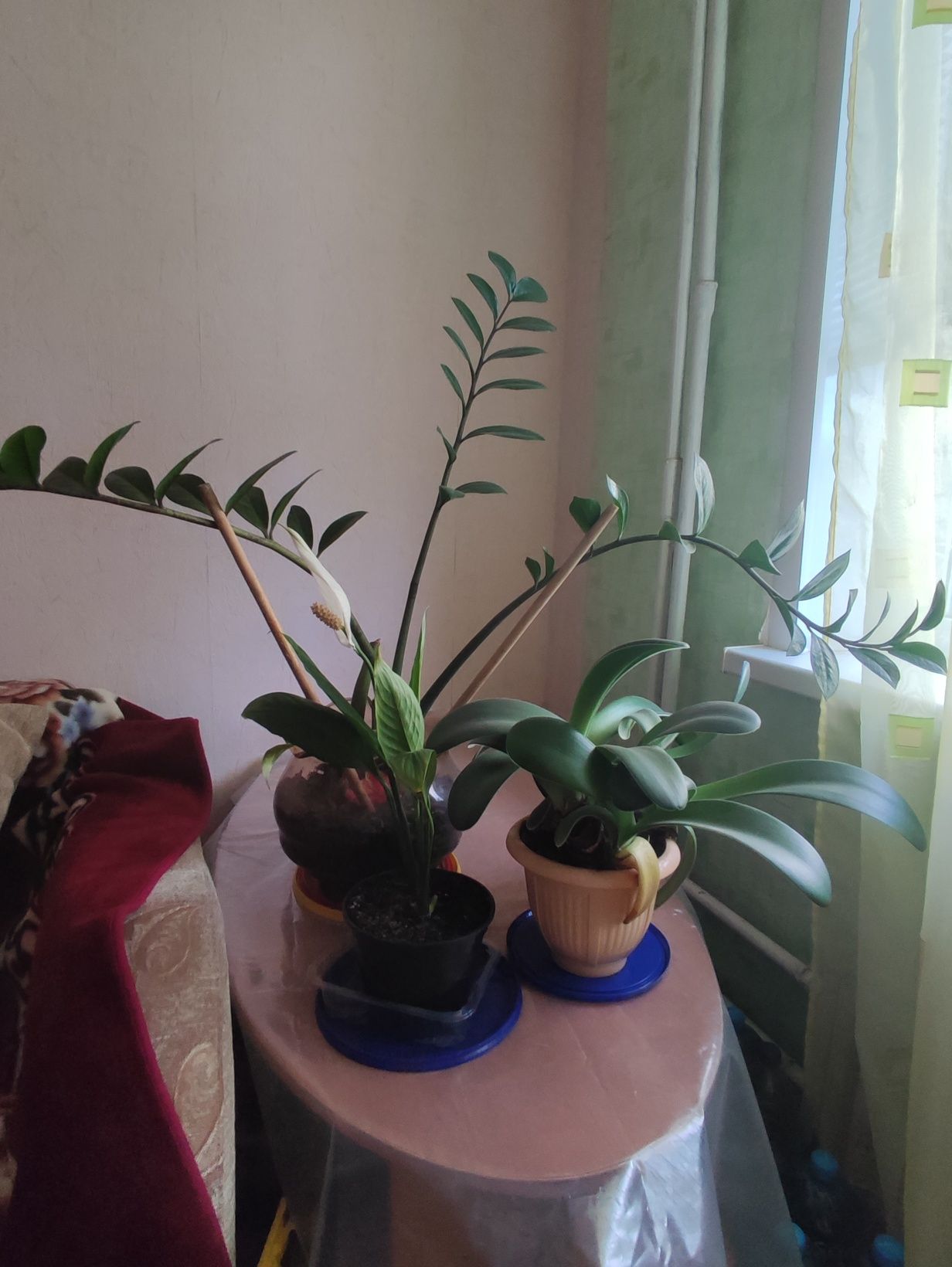 Цветы и стол для них