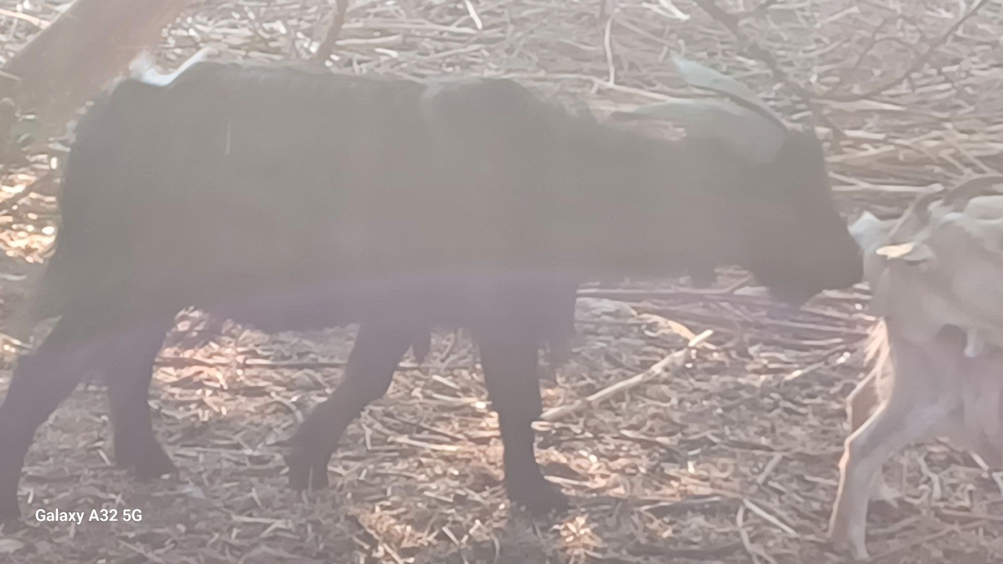 Cabrito anão com 2 anos.