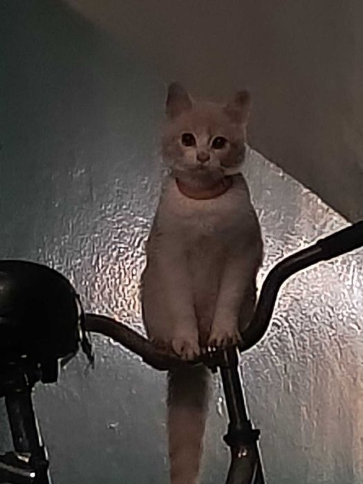 Відаю в щирі руки котика,хлопчик.