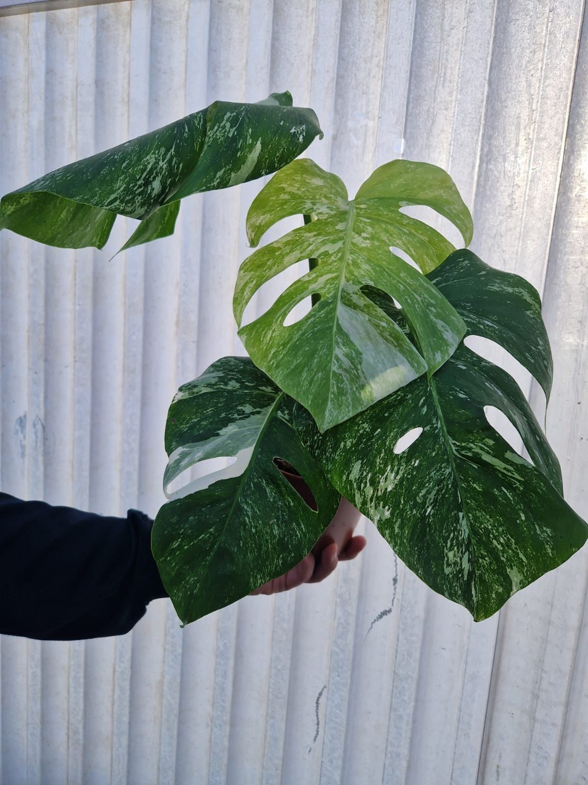 Monstera deliciosa variegata