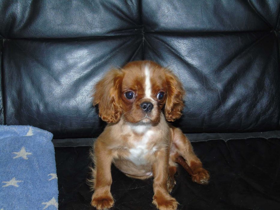 Cavalier king charles spaniel chłopiec