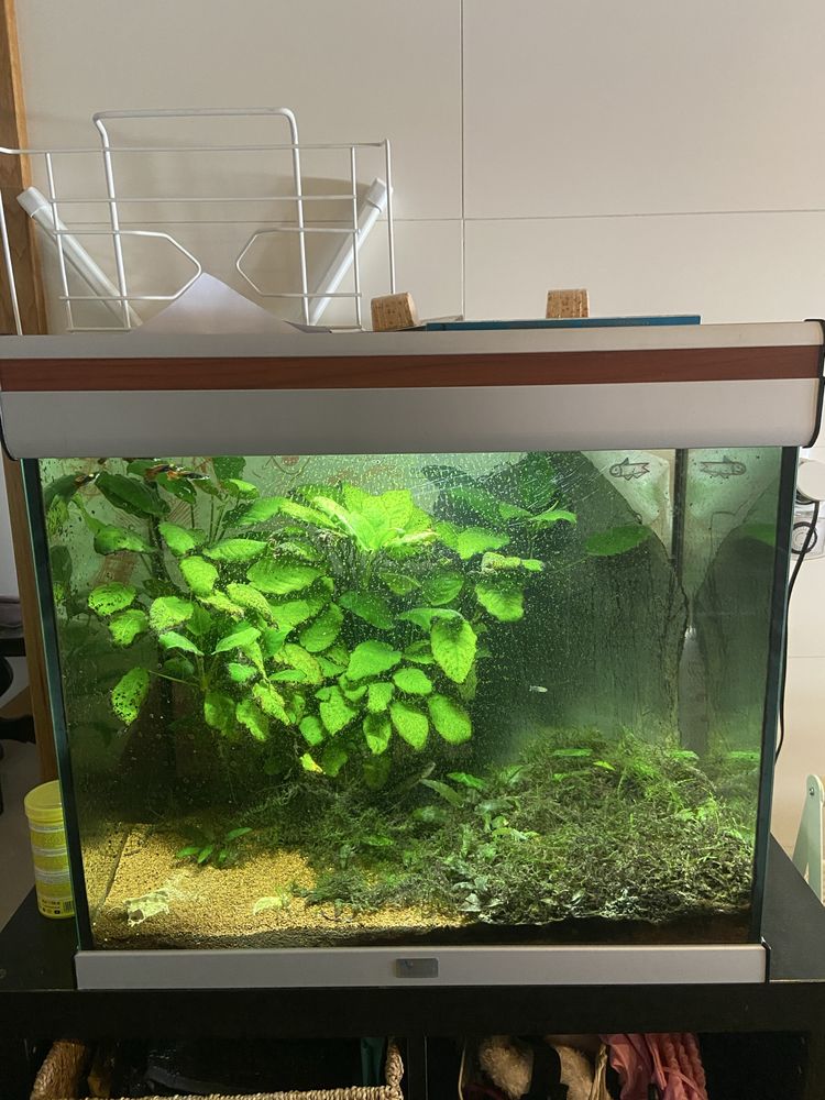 Aquario 60x40x60