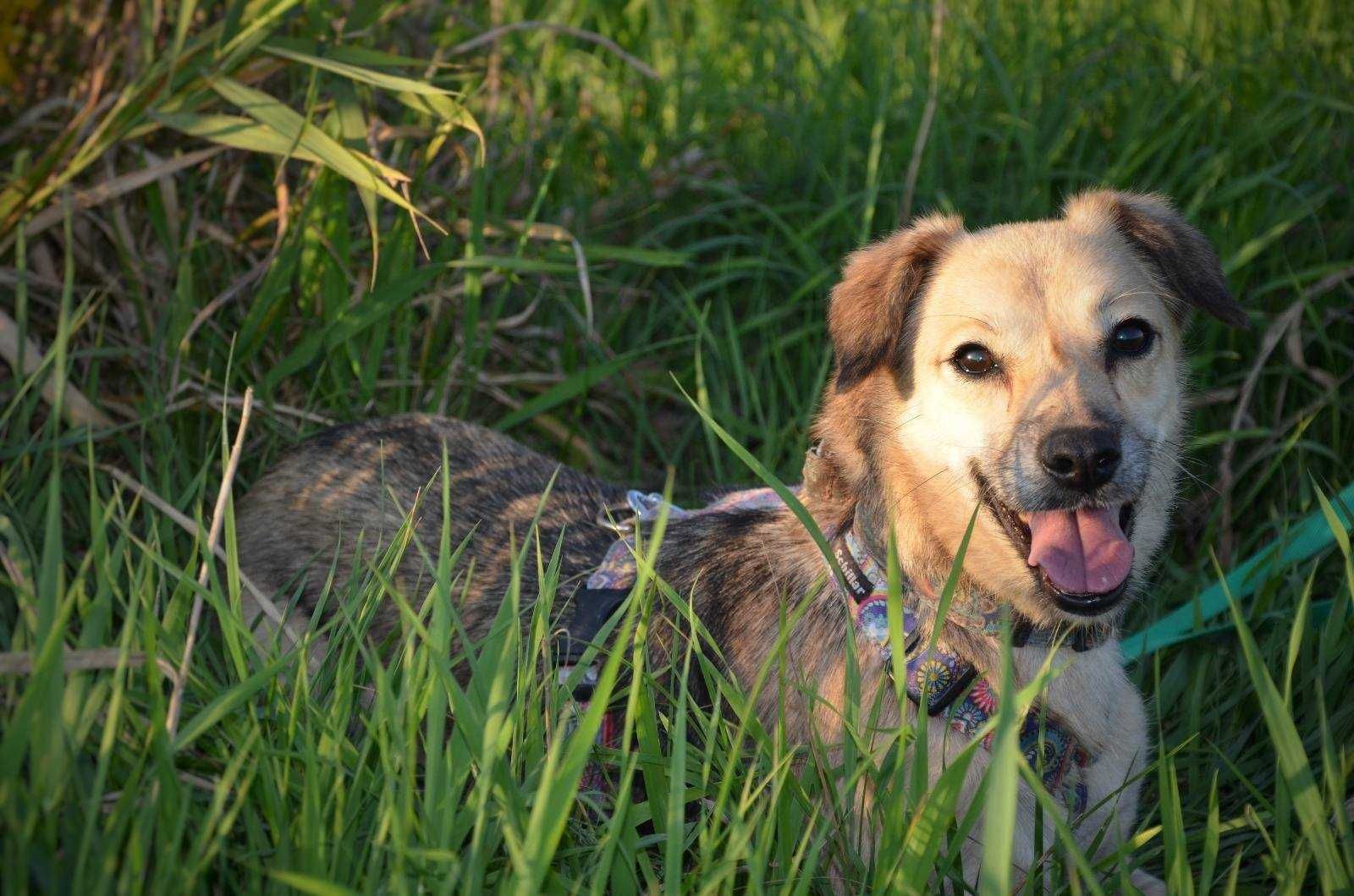 Spacja, mała, delikatna sunia, potrzebuje kochającego domu adopcja
