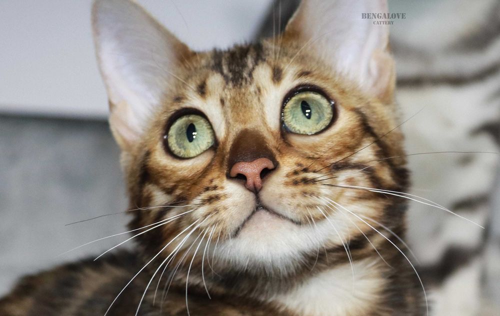 Dziewczyna bengalska do hodowli. Złoty kolor