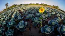 Nikon AF FISHEYE 10.5 1:2.8G ED