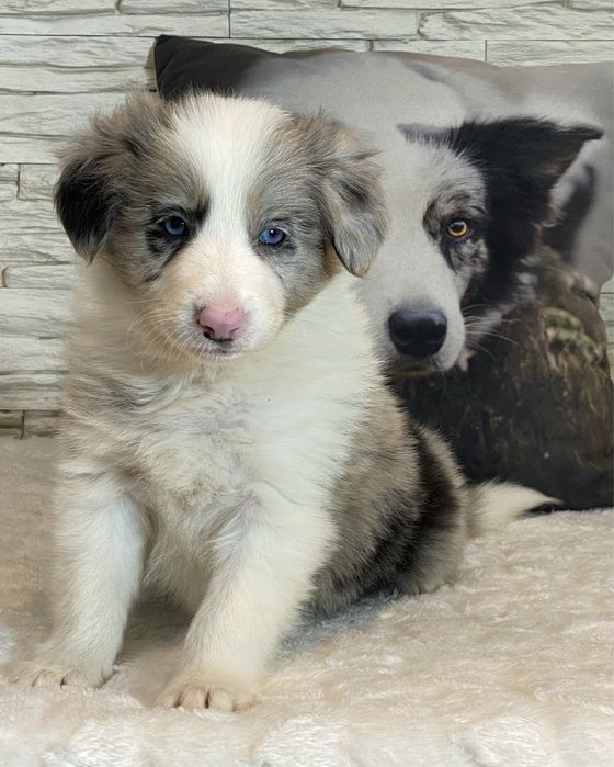 Border Collie dziewczynka DAKOTA