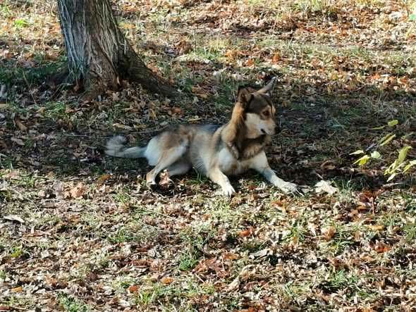 Собаня шукає дім!