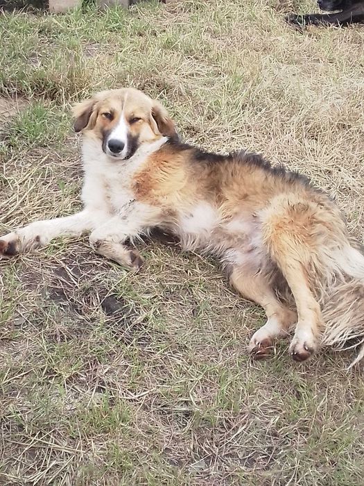 Прилаштовується доросла собакен.