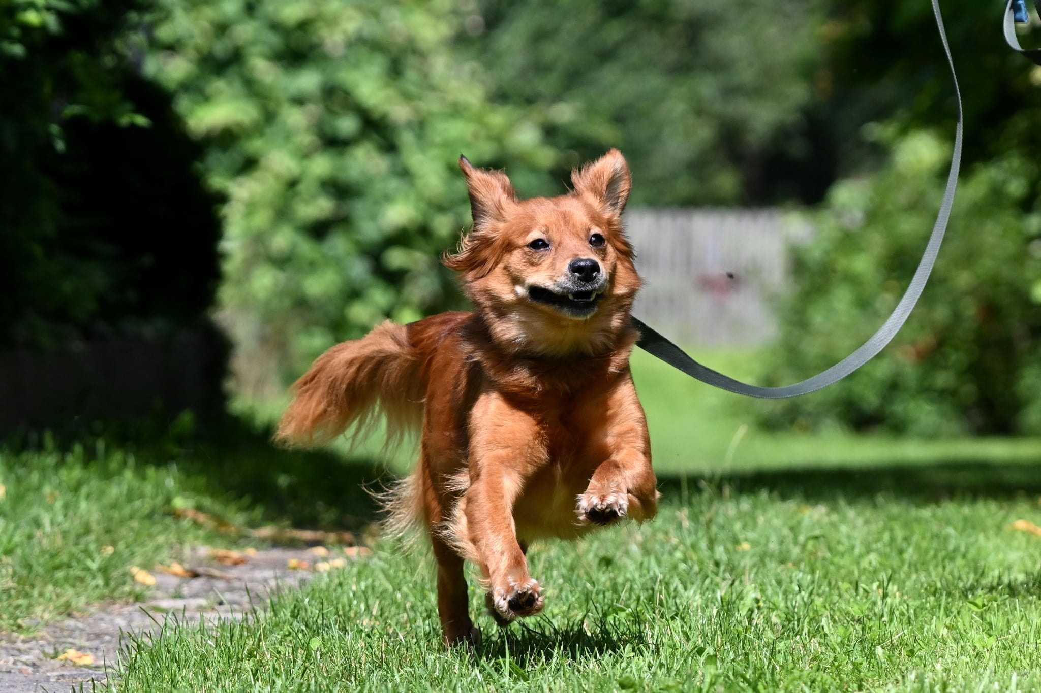 Cudna sunia Zuzia do adopcji!