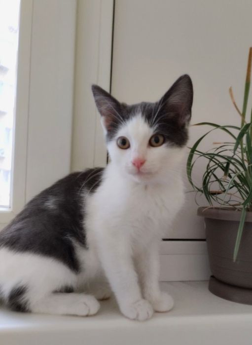 Красивий малиш кошеня до 3х міс