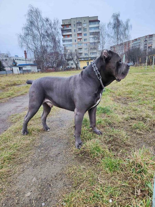 Щенята кане корсо ! Не німецька вівчарка ротвелер Кане-корсо хаскі