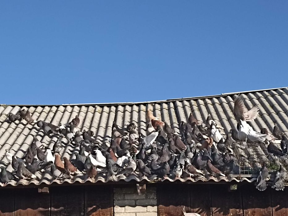 Gołębie nikołajewskie i orliki