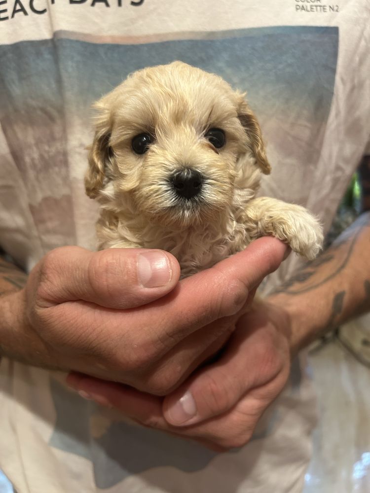 Piesek maltipoo F1