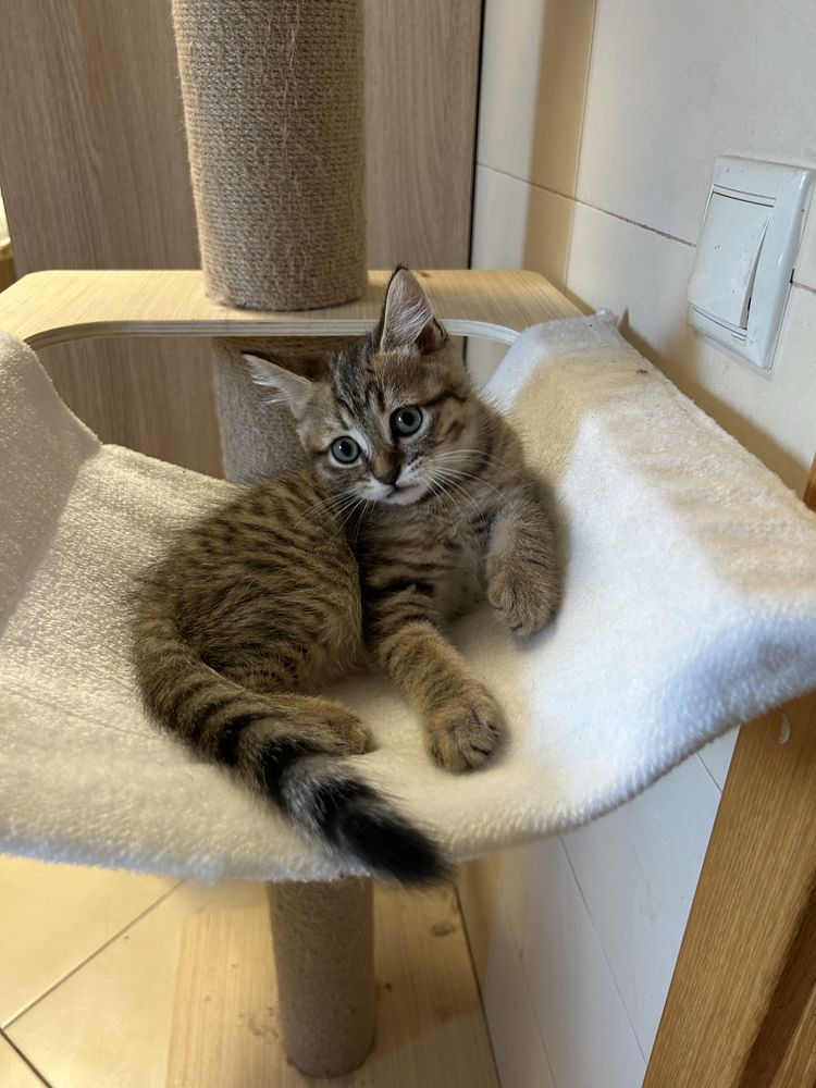 Scottish Straigth, tabby, menino, Algarve