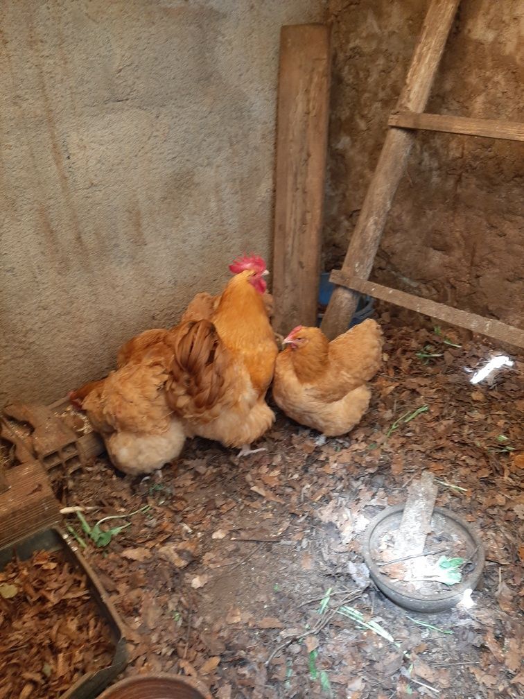 Ovos orpington amarelo para incubação