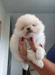 *Pomeranian XS typ misia Piesek Bruno*