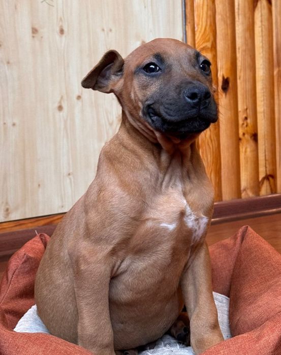 Хвостик . Гарний хлопчик