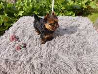 York suczka miniaturka Yorkshire Terrier Okazja