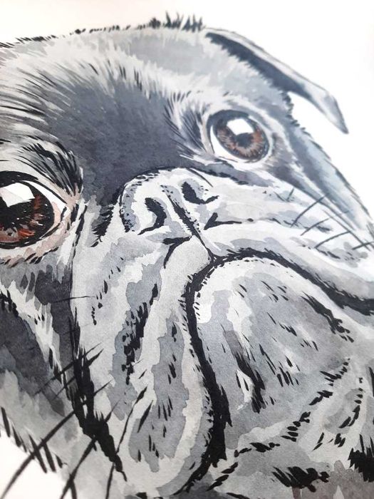 Mops - portret mopsa, obraz psa, rysunek mopsa