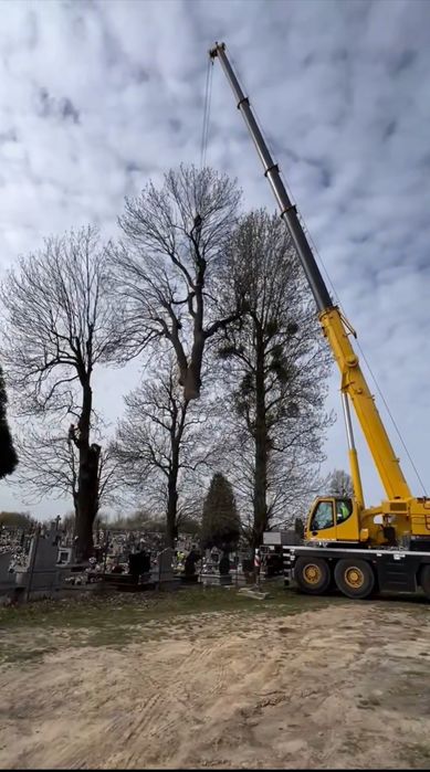 Wycinka Drzew Alpinistycznie Profesjonalnie