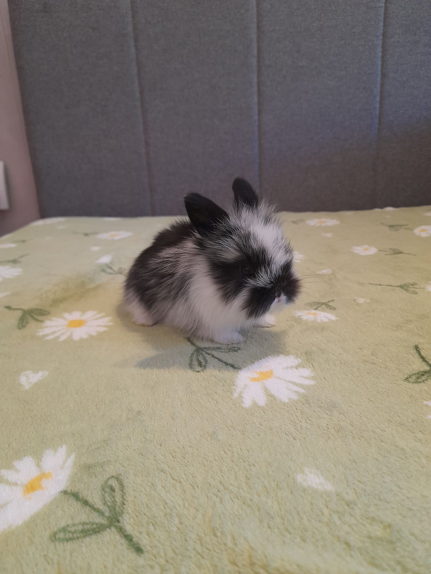 Króliczki mini lop
