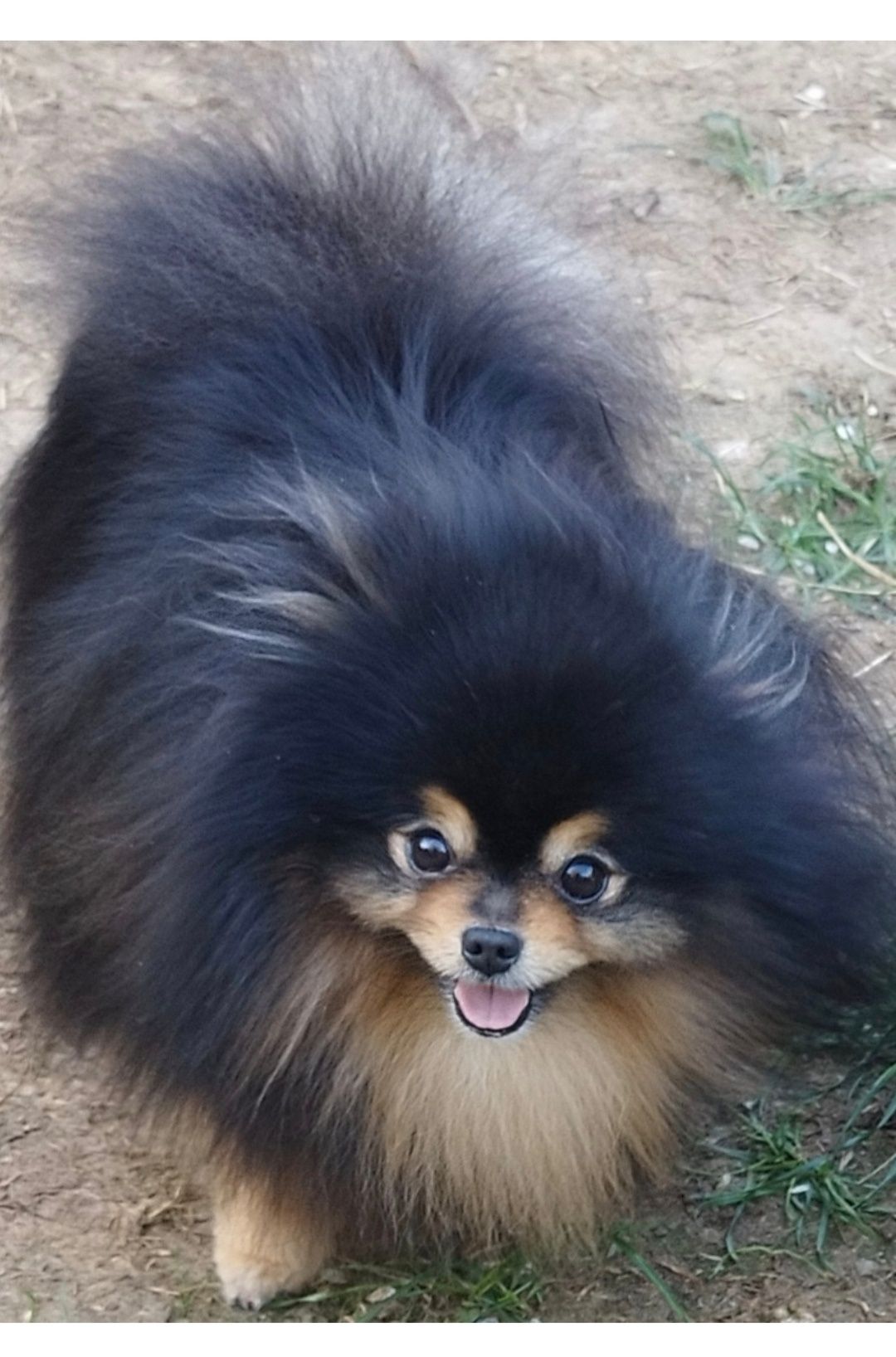 Pomeranian szpic miniaturowy Zkwp Fci