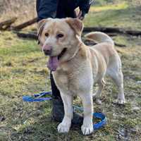 Carlos młody, 2/3 letni labrador pilnie pragnie domu Plock