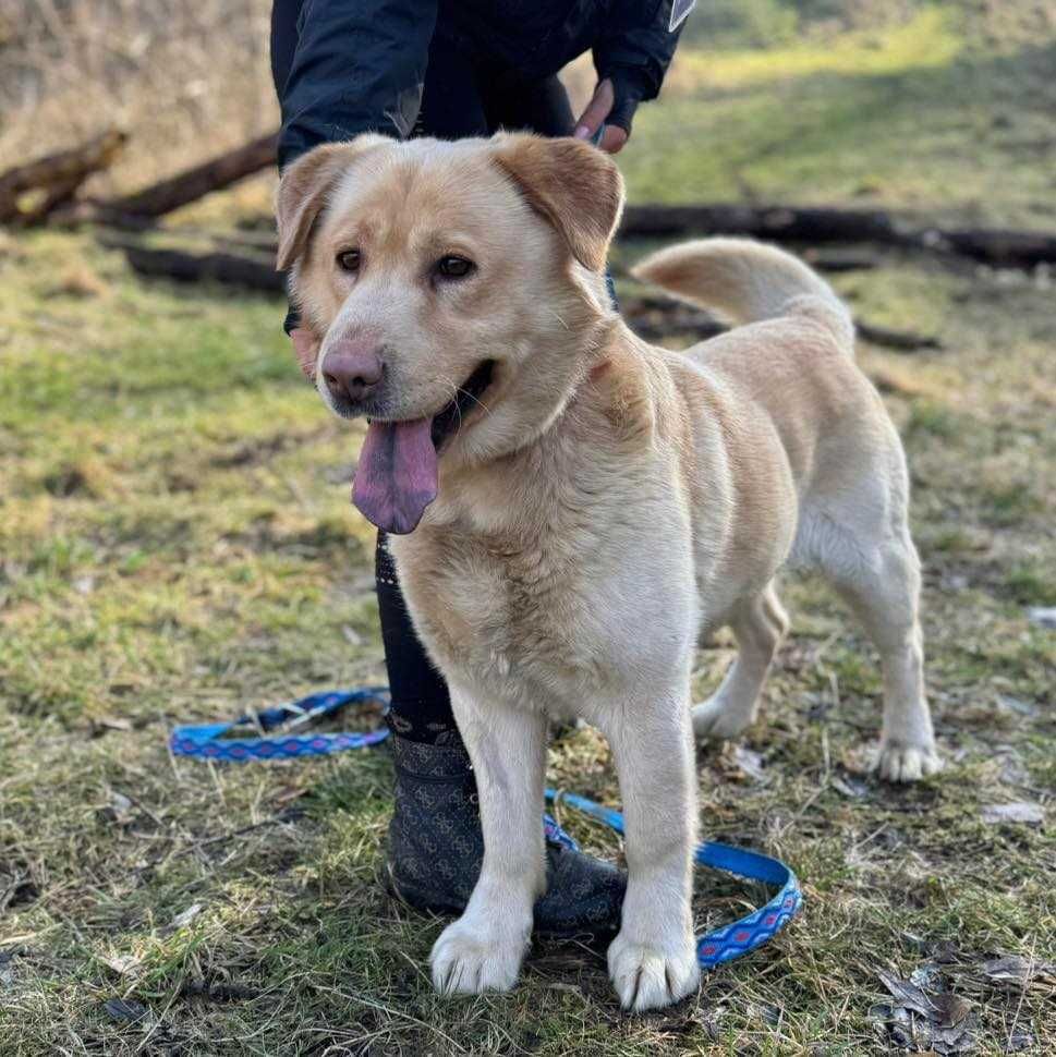 Carlos młody, 2/3 letni labrador pilnie pragnie domu Plock