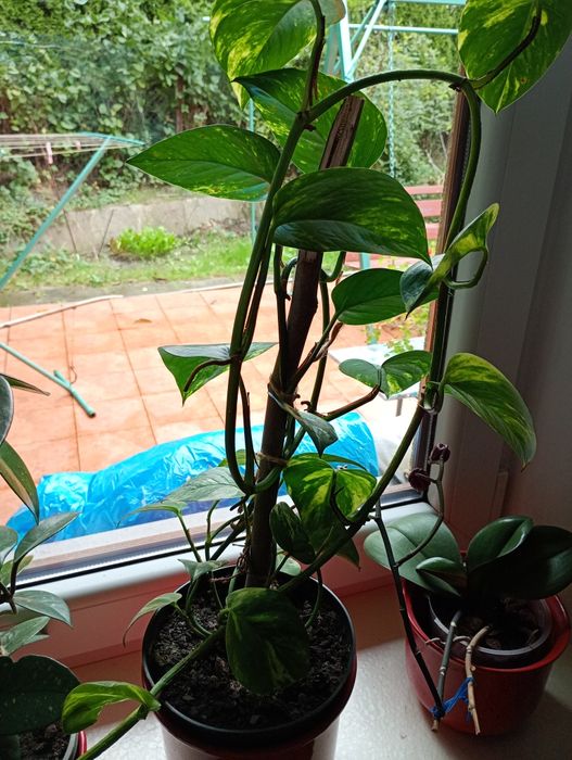 Kwiaty doniczkowe ozdobne