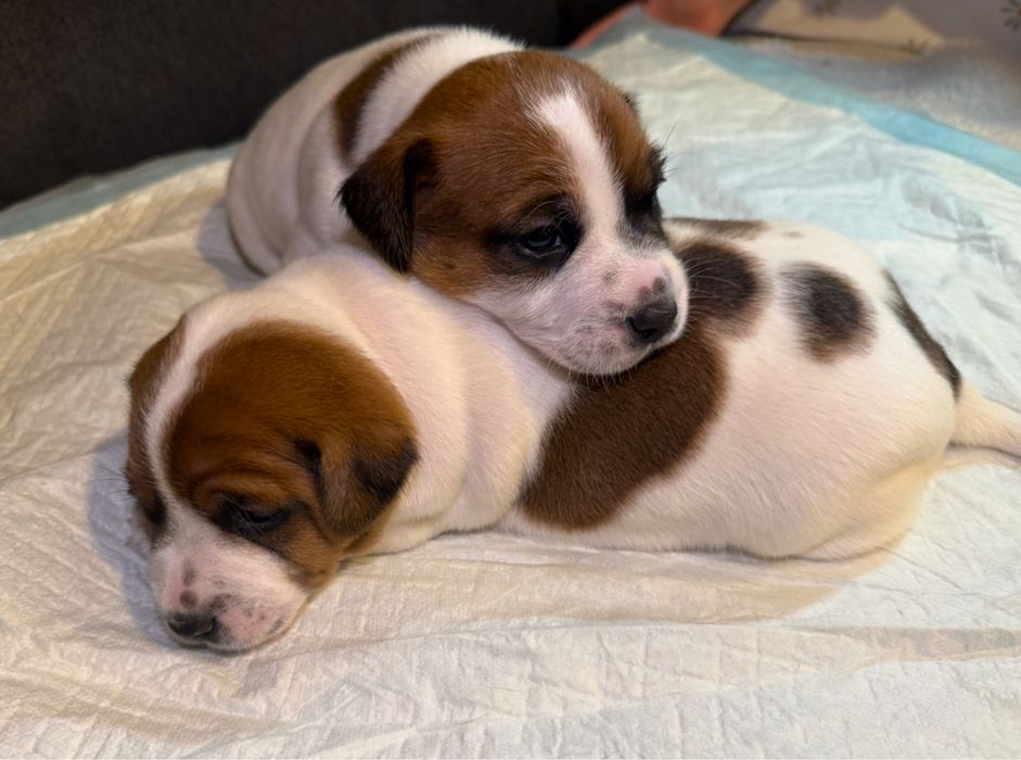 Jack russell terrier piesek