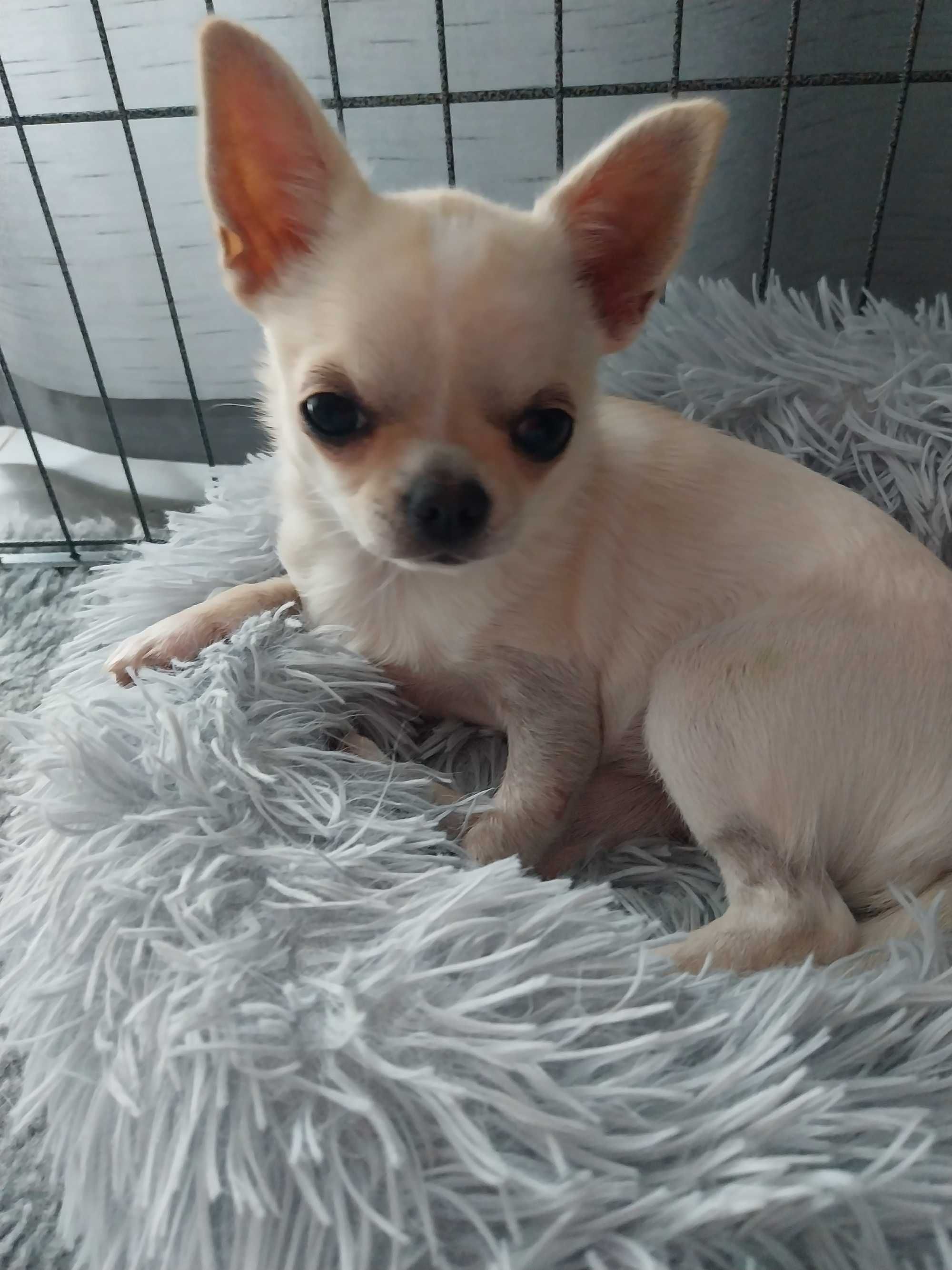 Suczka Chihuahua krótkowłosy ZKwP FCI