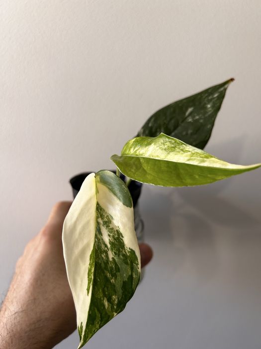 Epipremnum Pinnatum Albo variegata