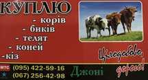 Покупаем мясо, говядину дорого