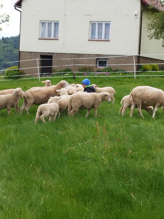 Sprzedam jagnięta/jagnięcinę/tryka