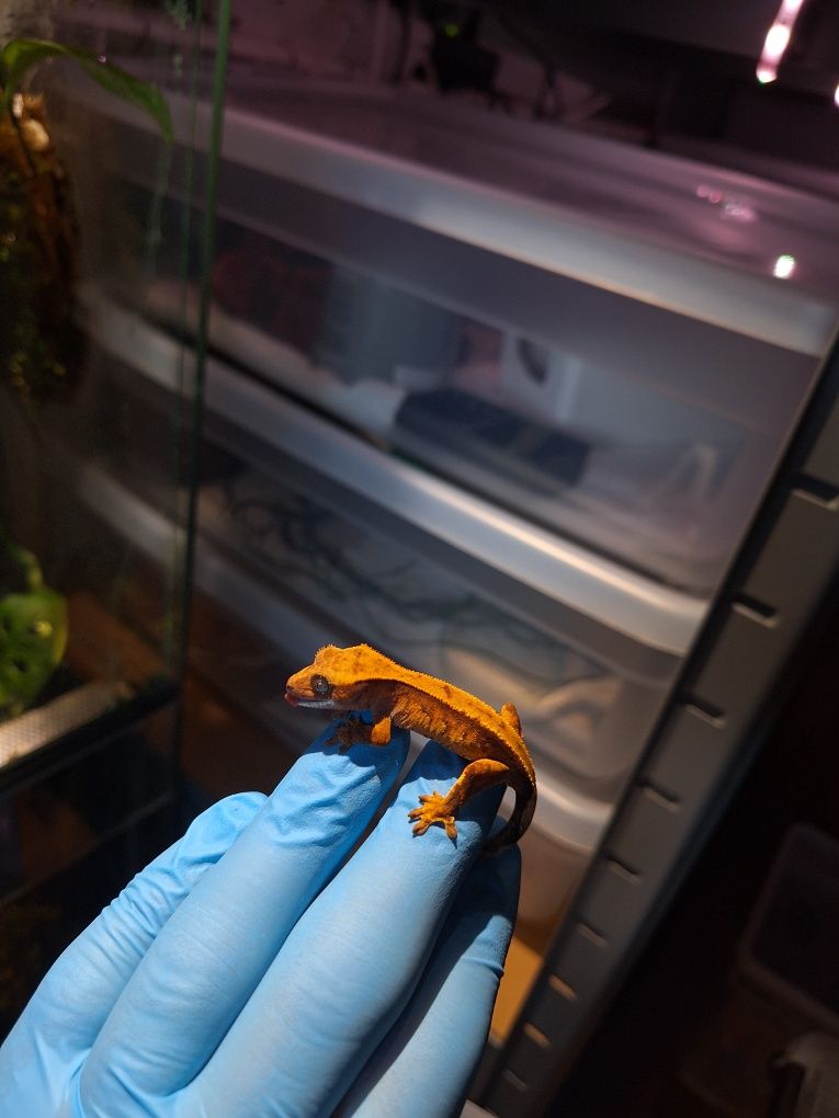 Gekon orzesiony jaszczurka lamparci terrarium
