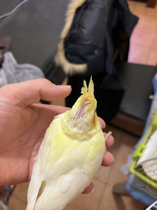 Caturras criadas a mao