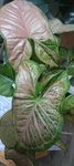Syngonium Pink Flecked variegata