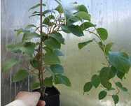 Sadzonki! MINI KIWI! duże sadzonki 60cm! kiwi! z własnej szkółki