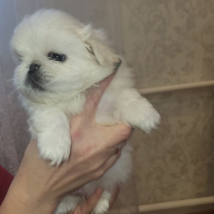 Пекінес цуценята