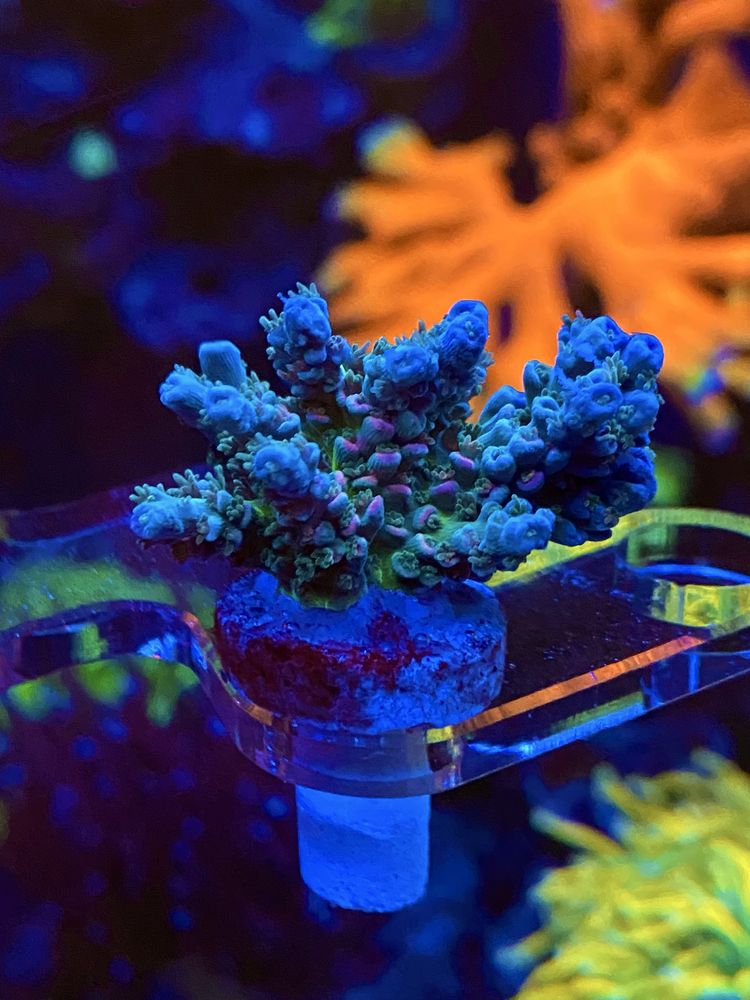 Морские кораллы морской аквариум
