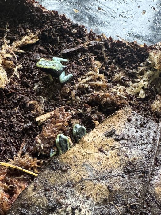 Phyllobates terribilis mint, Liściołaz