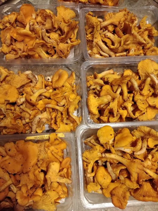 świeże grzyby Kurki prosto z lasu