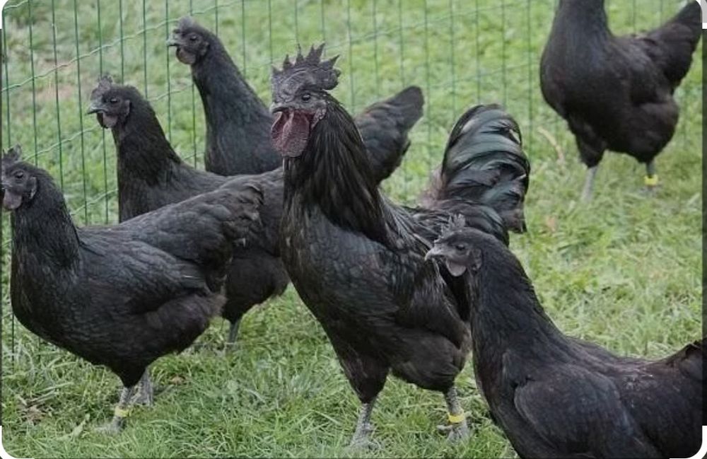 Продам і/я кур м'ясояєчних кросів