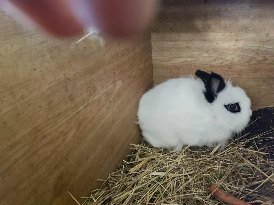 Króliczki miniaturki samiczki