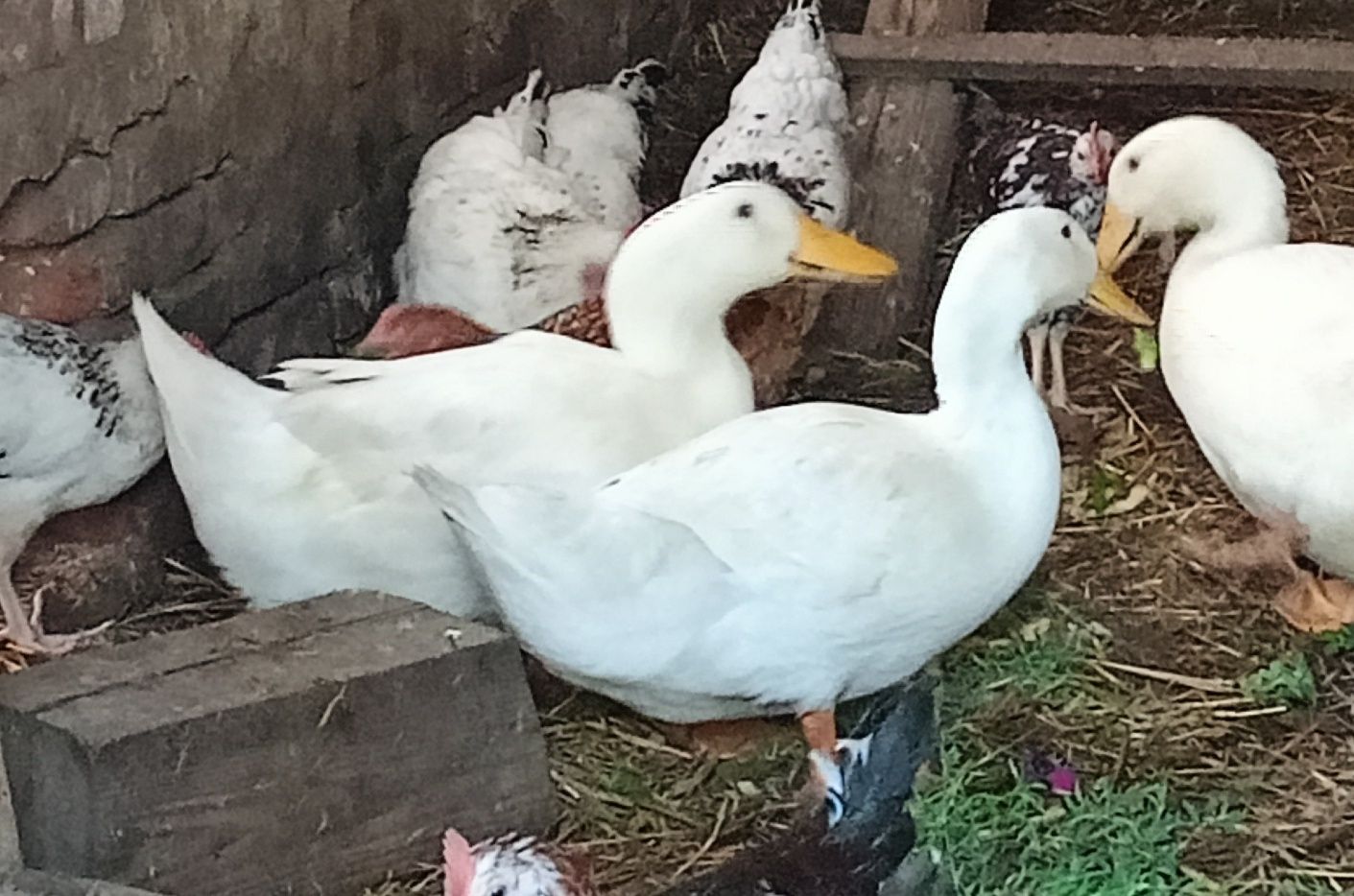 Kaczka pekin biała