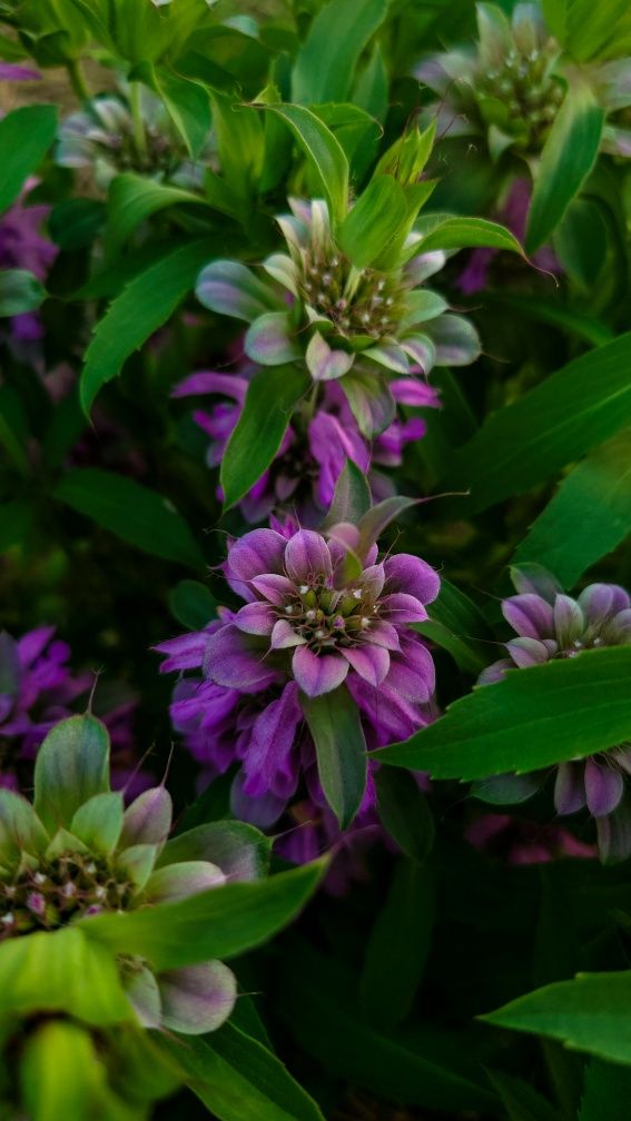Monarda citriodora, Монарда лимонная семена, однолетник